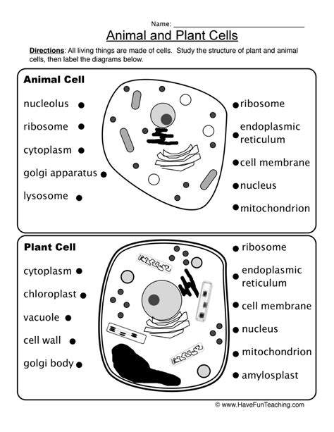 Label Plant And Animal Cell Worksheet