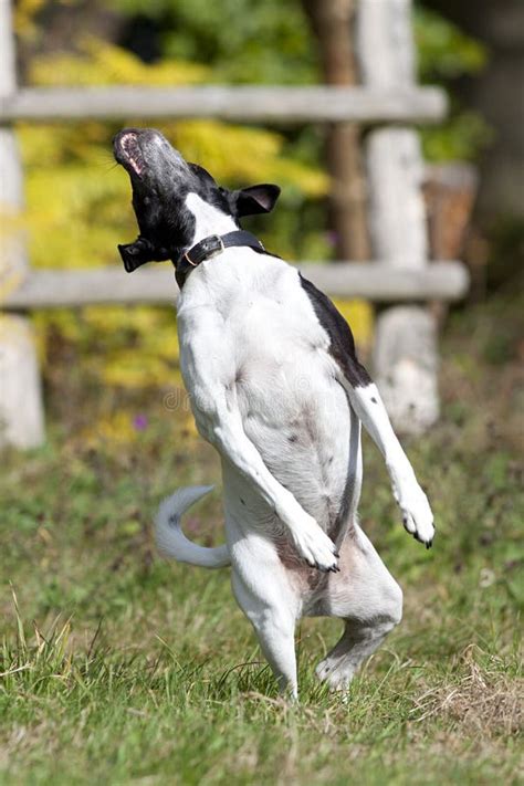 Funny Little Dog Jumping Stock Photo - Image: 63513419