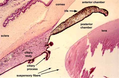 Lens Histology