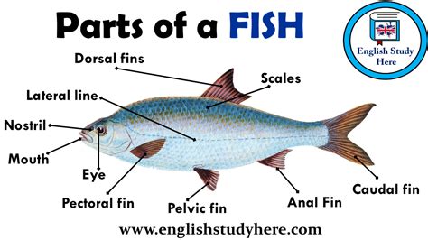 Parts of a FISH Vocabulary - English Study Here