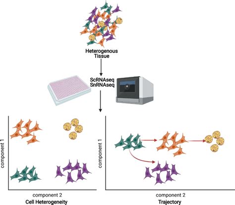 Schematic overview on single cell/nucleus RNA sequencing technologies ...