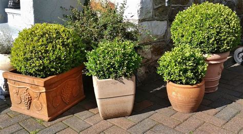 Buxus sempervirens: care | Gardening enabled - Global Gardening Secrets