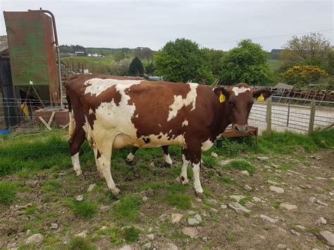 Ayrshire cattle | Page 23 | The Farming Forum