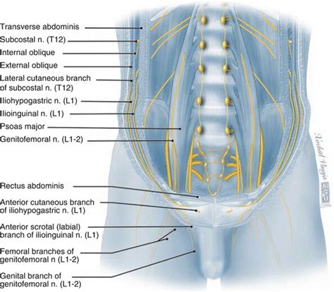 Groin Vein Anatomy