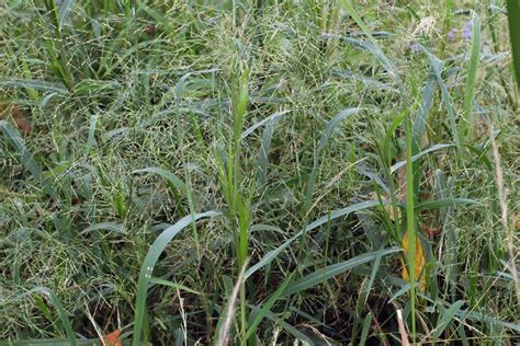 Panicum dichotomiflorum (Fall Panic Grass): Minnesota Wildflowers