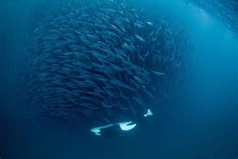 killer whale hunting technique | George Karbus Photography