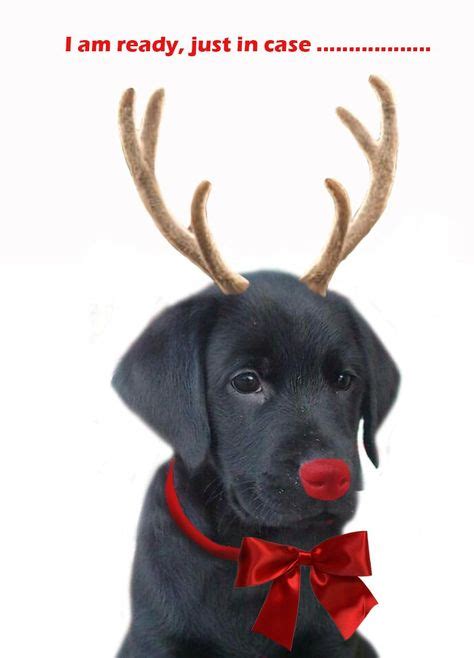 funny dog christmas card quotes ; christmas-dog-replacing-Rudolph.jpg ...