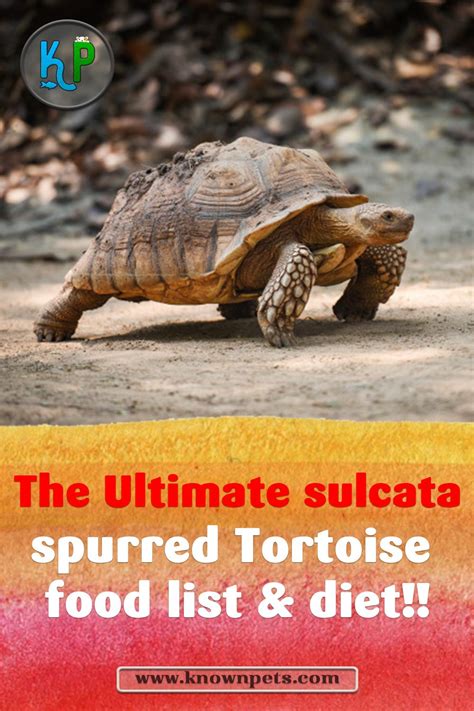 The Ultimate Sulcata Tortoise Food List