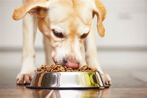 Best Dog Food Delivery Services for Every Budget