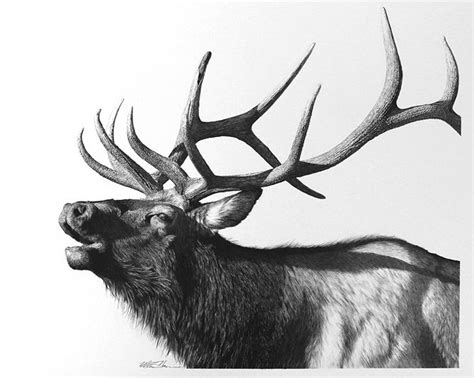 Majestic Wildlife Carbon Pencil Drawings | Hunting drawings, Elk ...