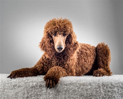 Poodles Don’t Shed! Well, sorta… The 411 on Poodle Coats. — Galavanting ...