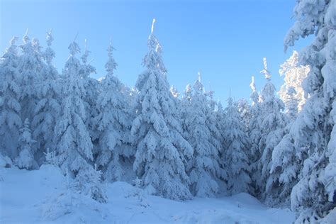 Download Spruce Forest Snow Tree Nature Winter 4k Ultra HD Wallpaper