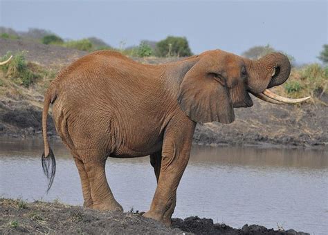 Keystone Species In The African Savanna - Pets Lovers