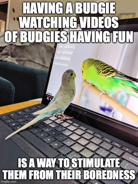 Budgie on Laptop - Imgflip