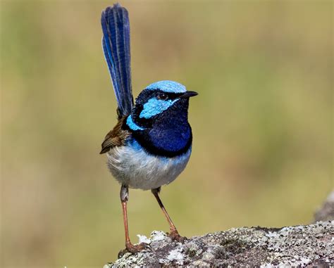 Superb Fairy-wren Digital Download – Duade Paton Photography