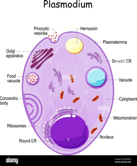 Anatomía de Plasmodium. Estructura del parásito unicelular de ...