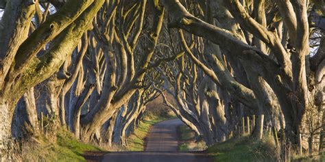 Dünya Harikaları: DARK HEDGES (İRLANDA)