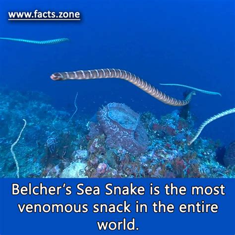 Belcher’s Sea Snake is the most venomous... • Facts Zone