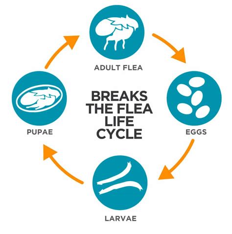 The Flea Life Cycle and what it means to you! - Vetality