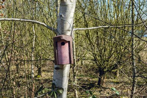 Bird Nesting Box Attached To a Tree Trunk Seen in Early Spring - 2 ...