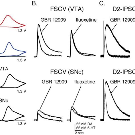 A single stimulus evoked more dopamine release in the striatum than the ...