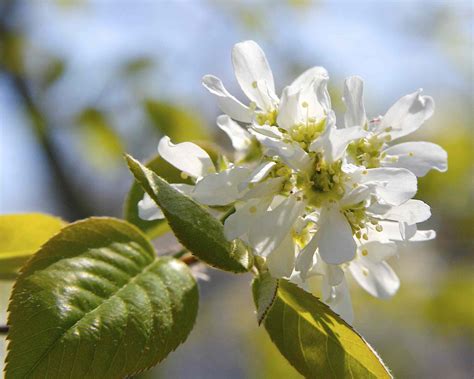 9 Recommended Species of Serviceberry Trees and Shrubs