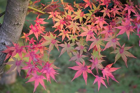 Kyoto Autumn Leaves - When to Go and Best Places to Visit ...