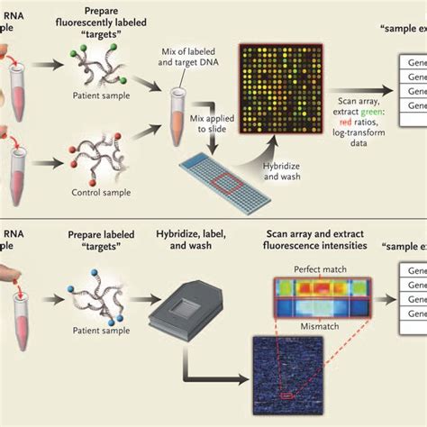 Overview of DNA Microarray Analysis. | Download Scientific Diagram