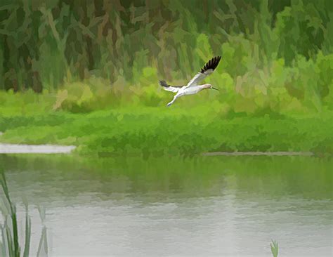 Flight of an American Avocet Photograph by Debra Martz - Fine Art America