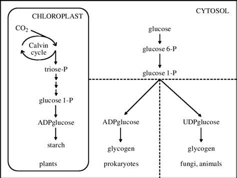 Pathways and compartmentalization of glycogen or starch synthesis in ...