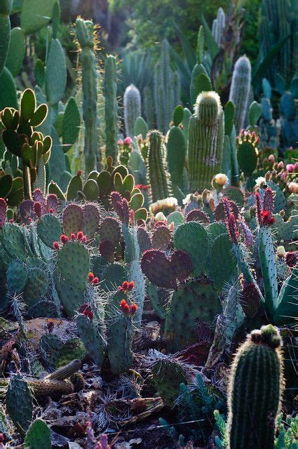 Arizona cactus garden – Artofit