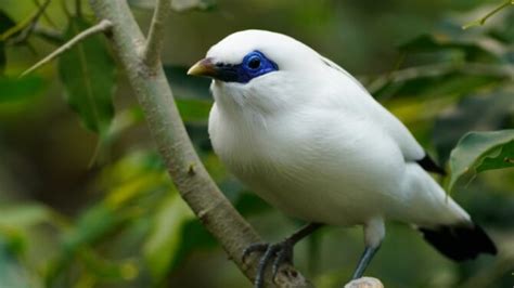 10 Rarest Birds in the World & Where To Find Them