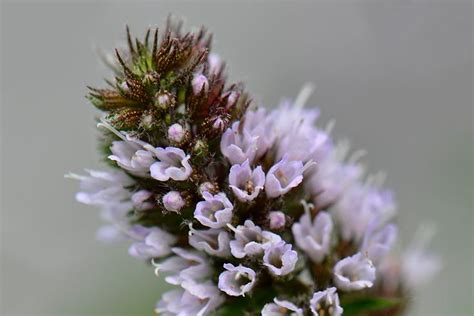 peppermint flower - Google Search | Flowers, Flower food, Peppermint