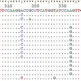 Sequences in FASTA format retrieved from GenBank for multiple sequence ...