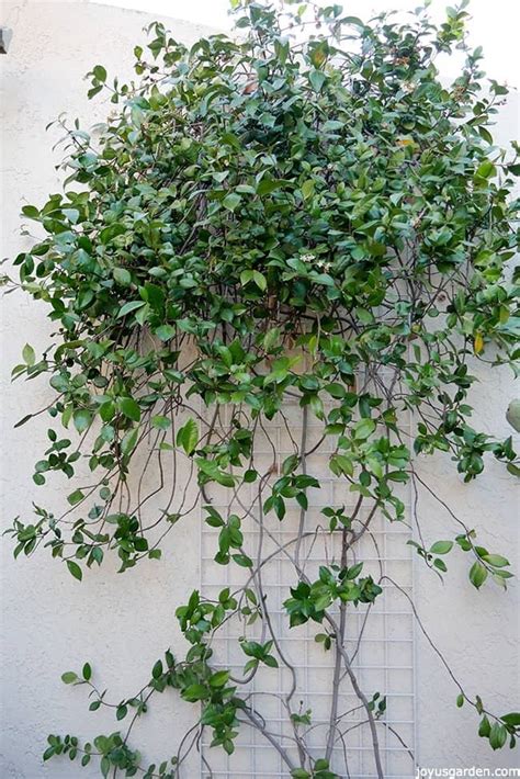 Pruning Star Jasmine: When and How To Do It