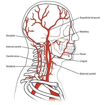 External Carotid Artery Branches Angiogram