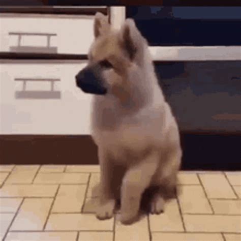 Excited Dogs GIF - Excited Dogs Puppy - Discover & Share GIFs