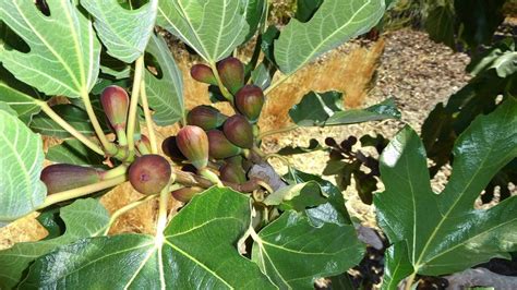 Looking for a sweet addition to your garden? Try a dwarf fig tree | Fig ...