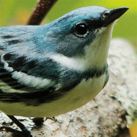 Cerulean Warbler | American Bird Conservancy