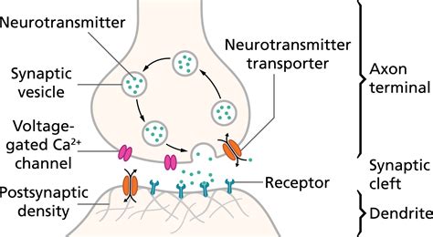 Neuron Diagram Labeled Synapse