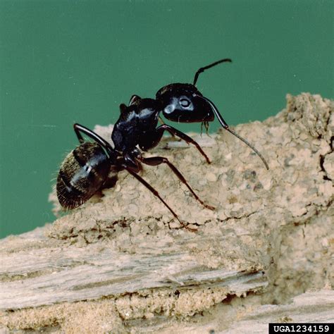 black carpenter ant, Camponotus pennsylvanicus (Hymenoptera: Formicidae ...