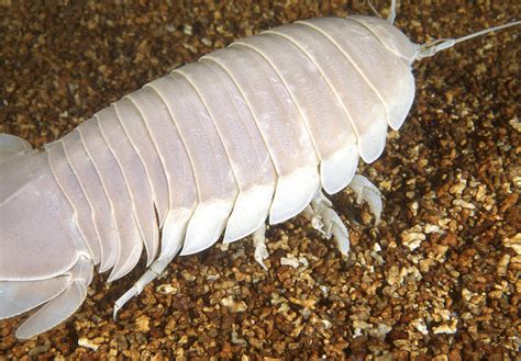 Giant Isopod Photograph by Alexis Rosenfeld