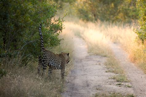 Lion Sands River Lodge - Blog - Iconic Africa