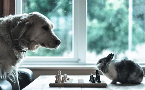 Cute Chess Match: Dog vs Rabbit HD Wallpaper