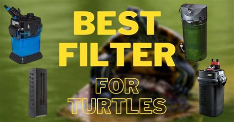 7 Best Filters for Turtle Tank (That Actually Works) – The Turtle Hub