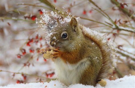 My Maine This Week: Wildlife in the snow by Jayne WInters