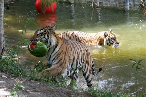 15 Animals eating watermelons (15 pics) | Amazing Creatures