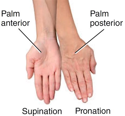 Difference Between Pronation And Supination