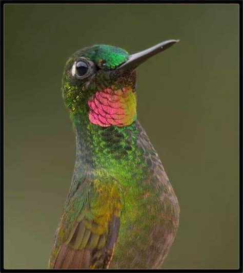 The Brazilian Ruby Hummingbird | Backyard birds watching, Pet birds ...