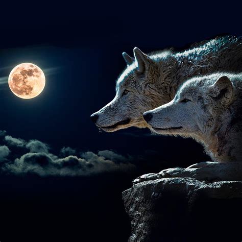 Wolf Wolves Howling at the Full Moon Photograph by Johnnie Art - Pixels